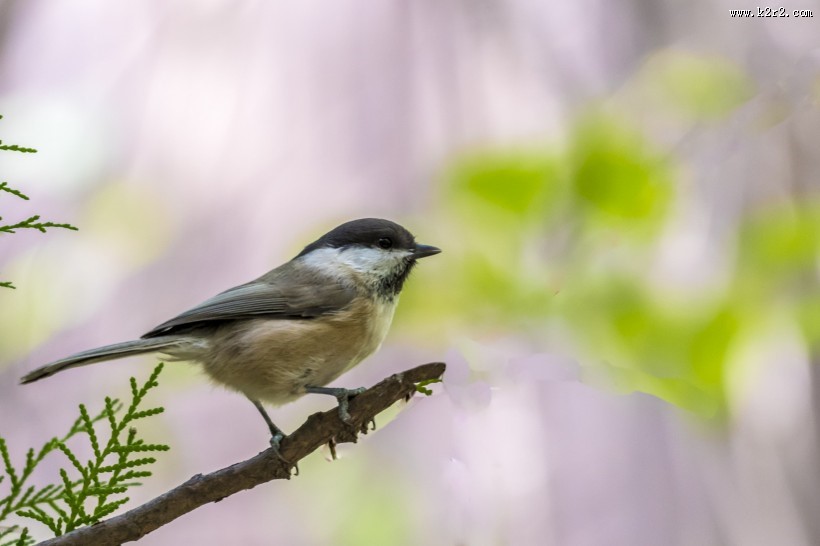 褐头山雀鸟类图片