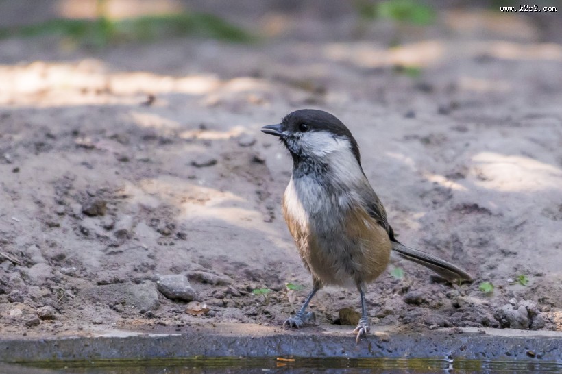 褐头山雀鸟类图片