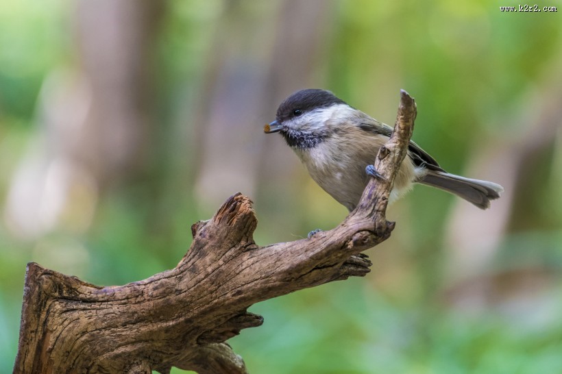 褐头山雀鸟类图片