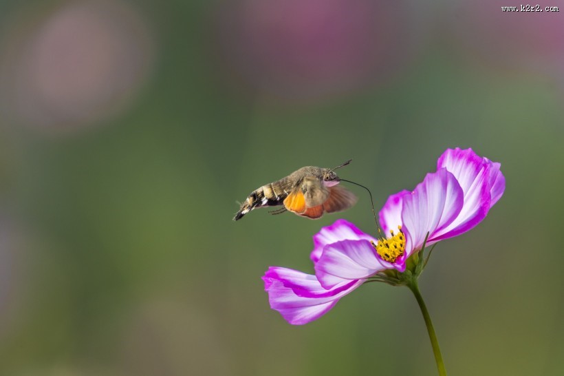 四不像的蜂鸟鹰蛾图片