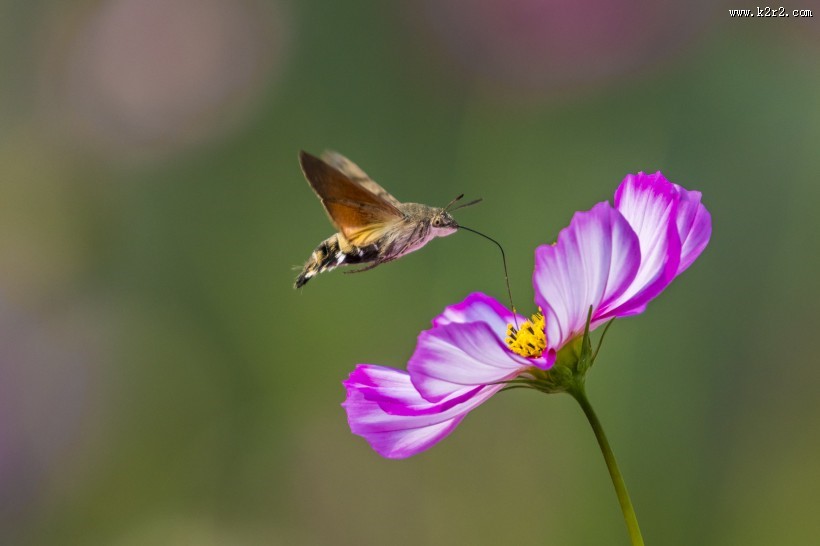 四不像的蜂鸟鹰蛾图片