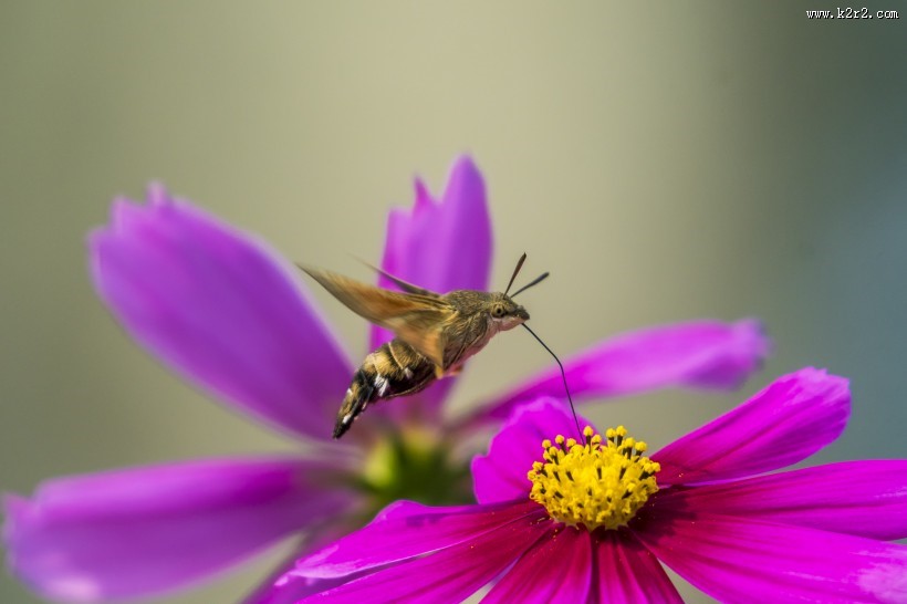 四不像的蜂鸟鹰蛾图片