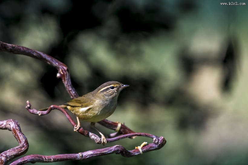 强脚树莺鸟类图片