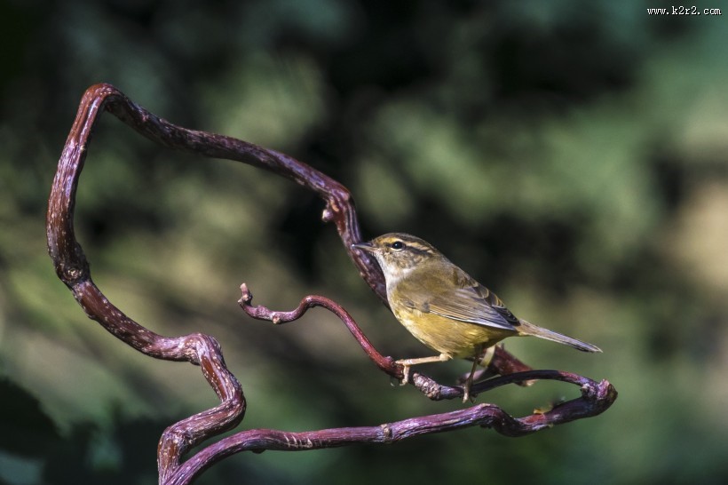 强脚树莺鸟类图片