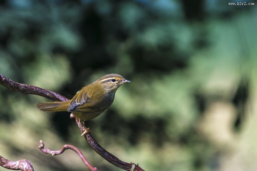 强脚树莺鸟类图片