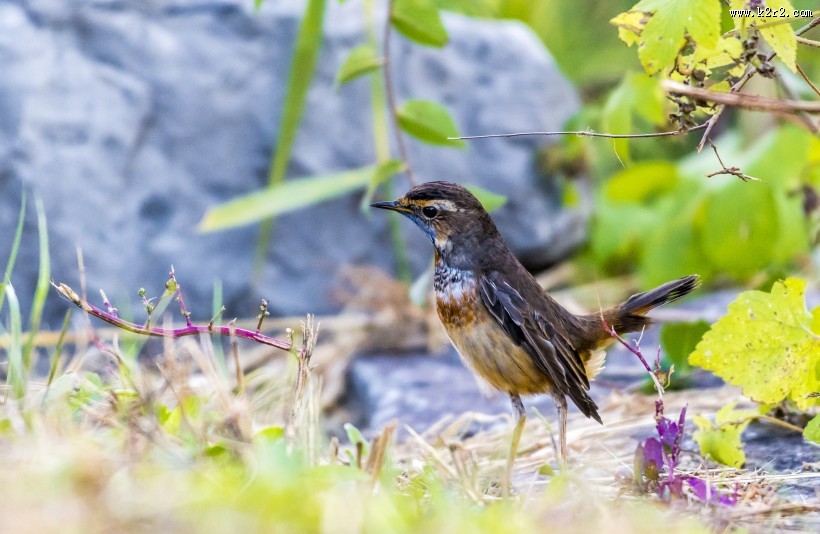 蓝点颏鸟类图片大全