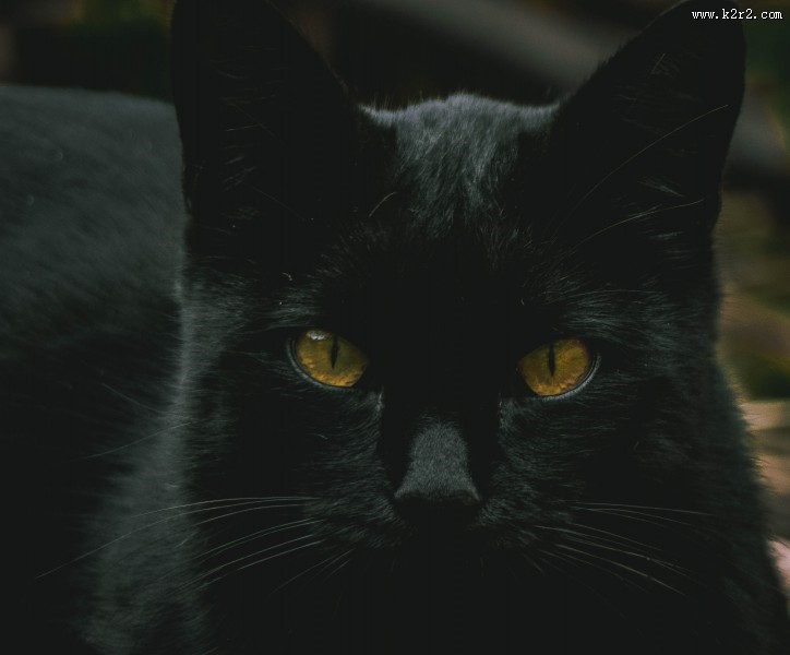 黑色的猫图片