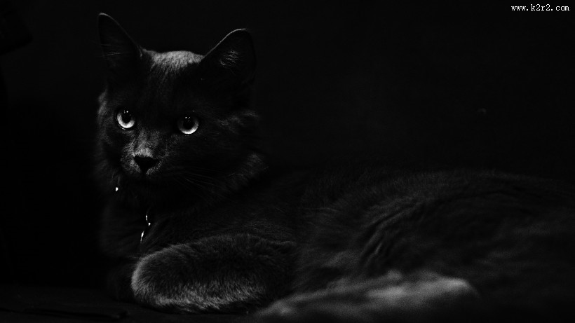 黑色的猫图片