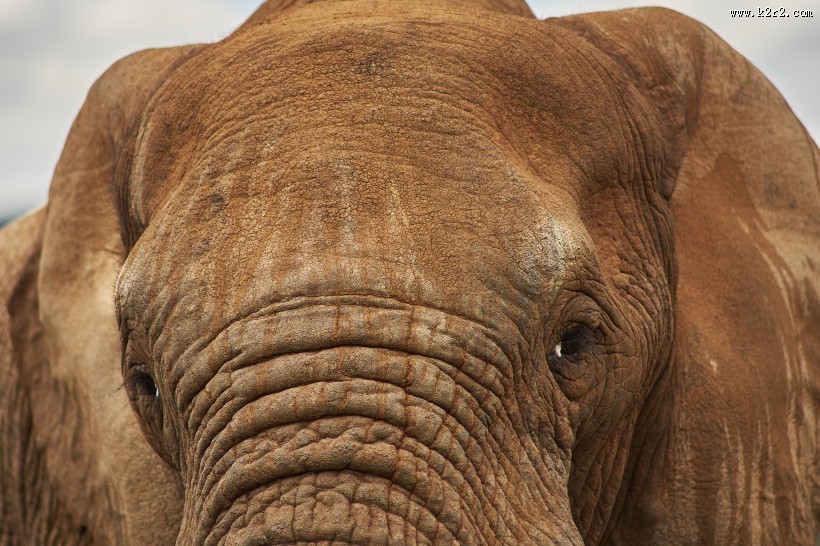 世界上最大的哺乳动物大象图片