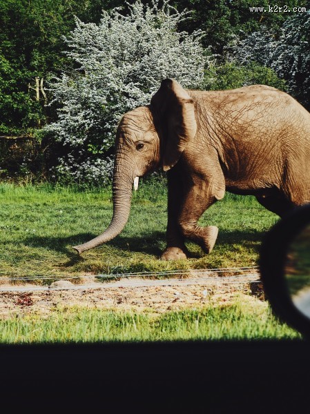 世界上最大的哺乳动物大象图片