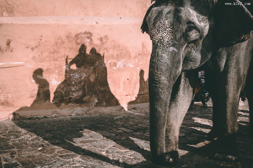世界上最大的哺乳动物大象图片