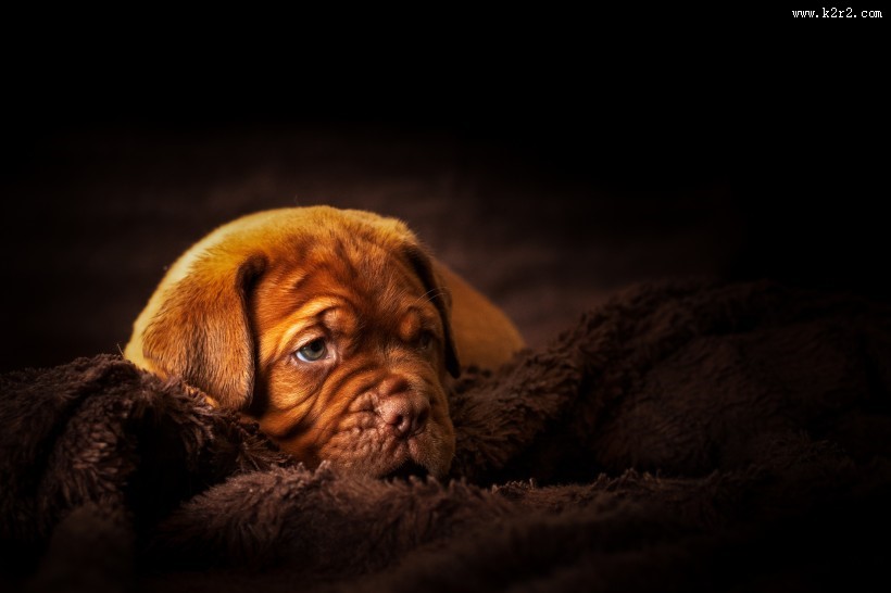 可爱的沙皮狗图片