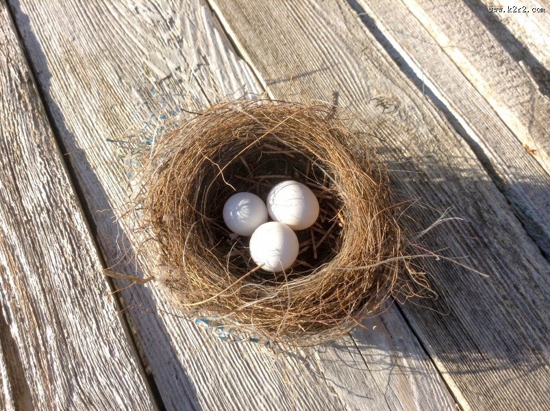 不同种类的鸟蛋图片大全