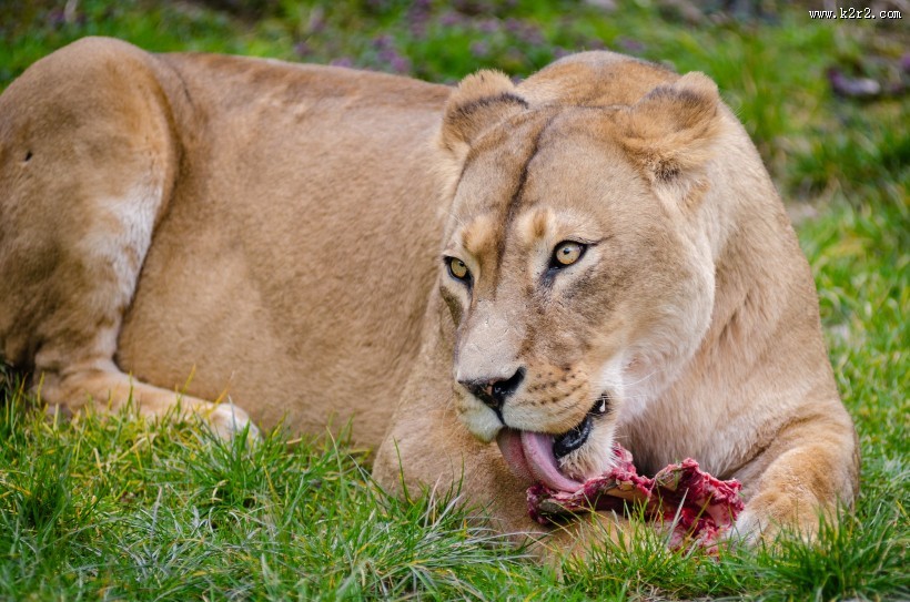 趴在草地上的母狮子图片