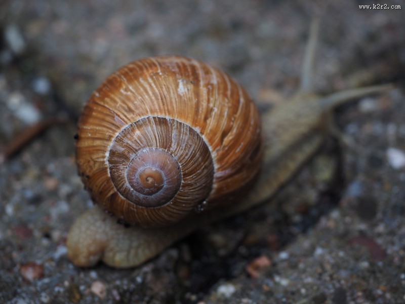 缓慢爬行的蜗牛图片大全