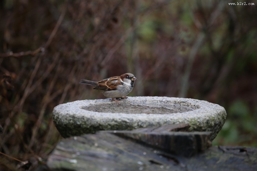 小巧玲珑的麻雀图片