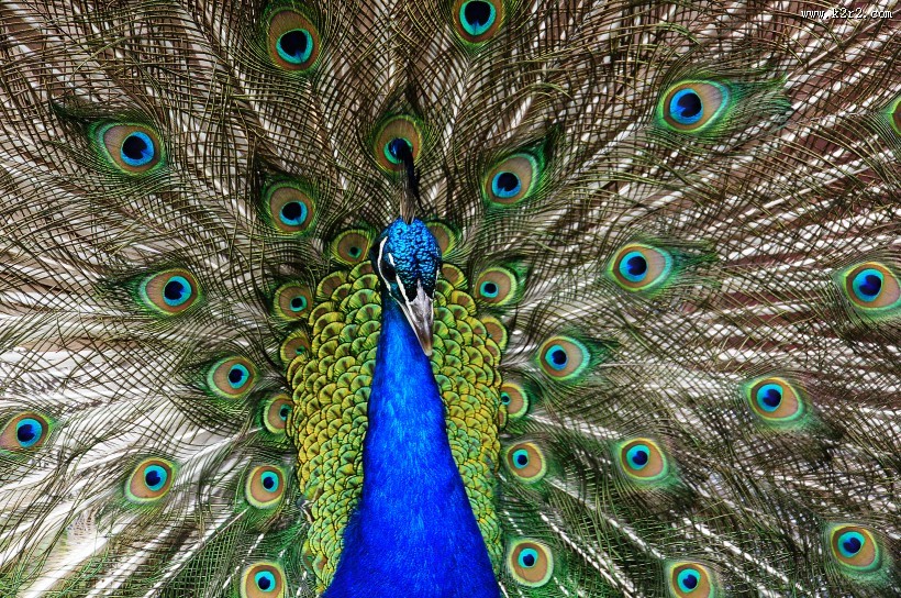 孔雀开屏图片