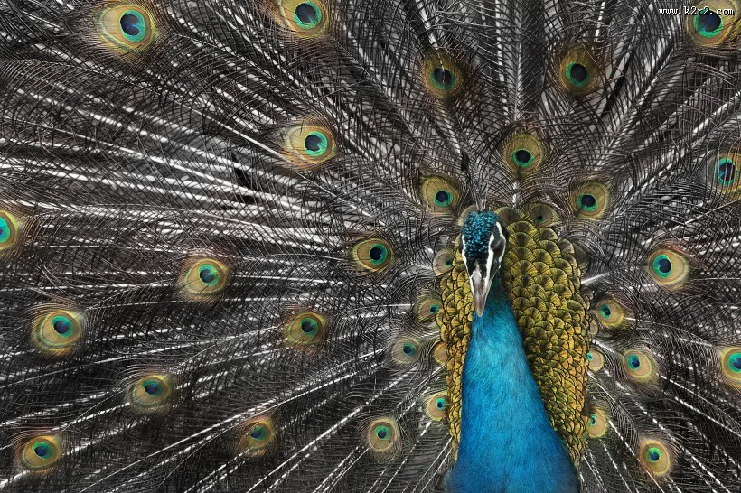 孔雀开屏图片