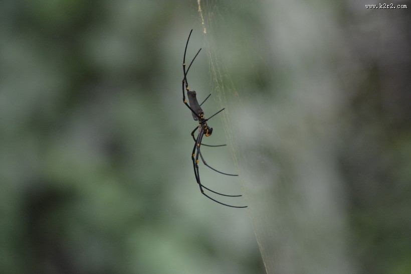 蜘蛛网高清图片大全