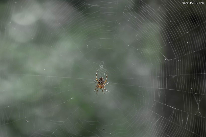 蜘蛛网高清图片大全