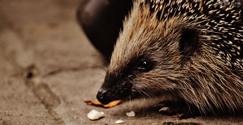 可爱娇小的小刺猬图片
