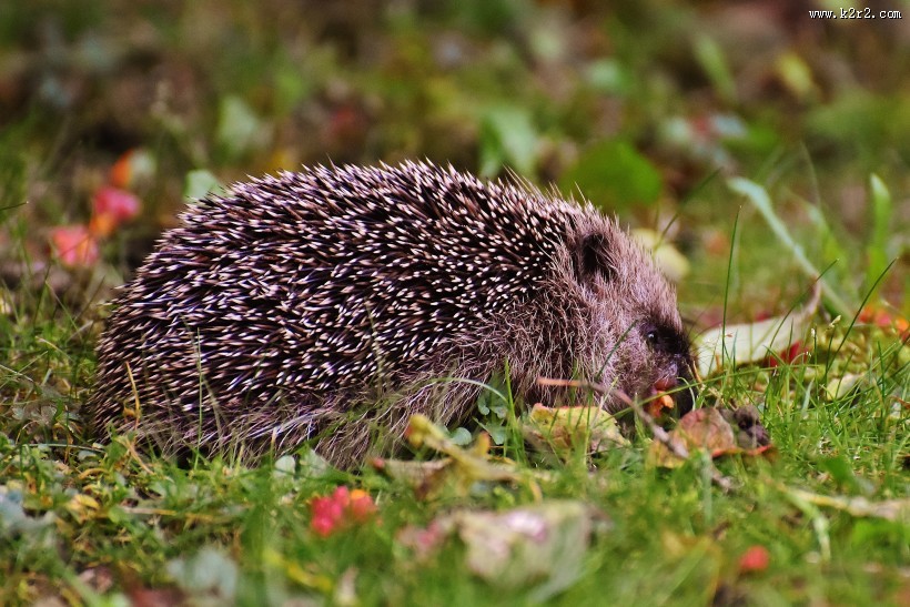 可爱娇小的小刺猬图片