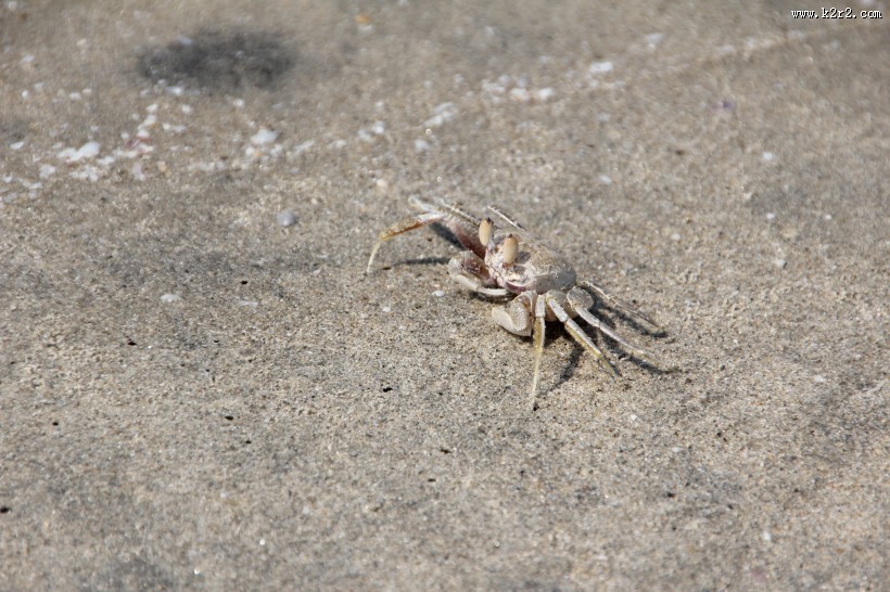 沙滩上的螃蟹图片