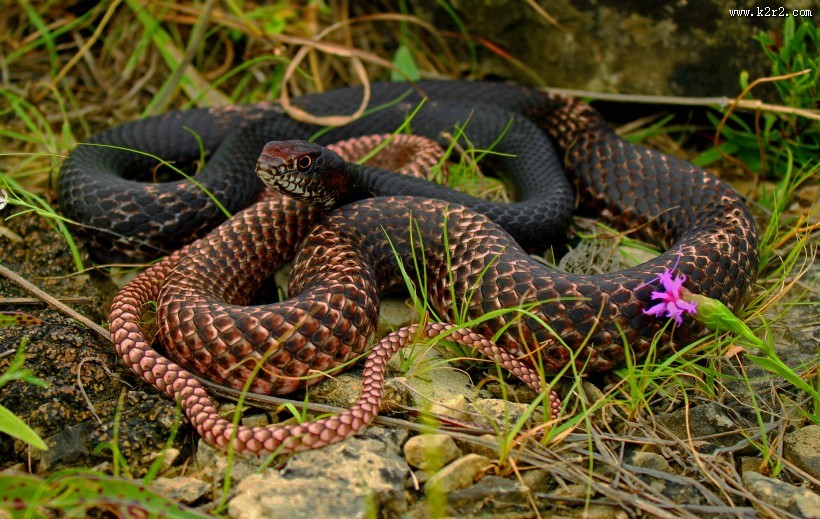 冰冷危险的毒蛇图片大全