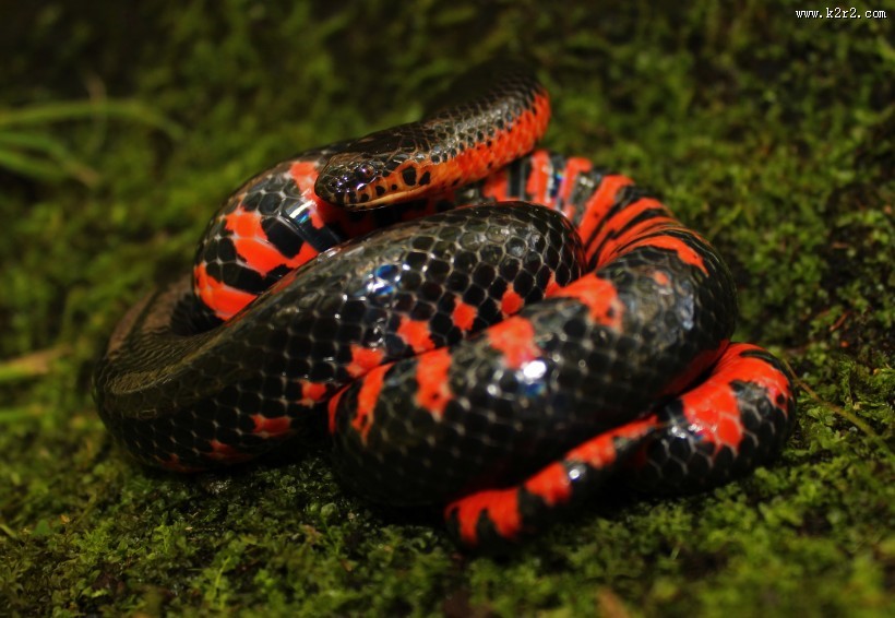 冰冷危险的毒蛇图片大全