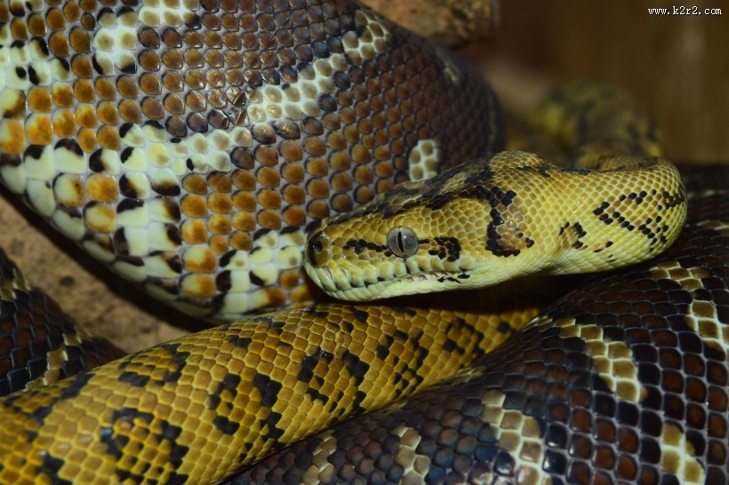 冰冷危险的毒蛇图片大全