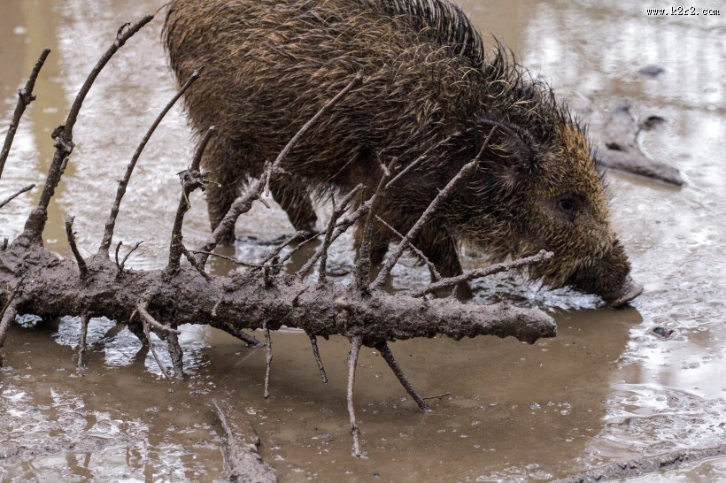 野猪高清图片