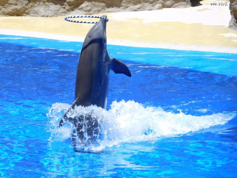 活泼可爱的海豚图片大全