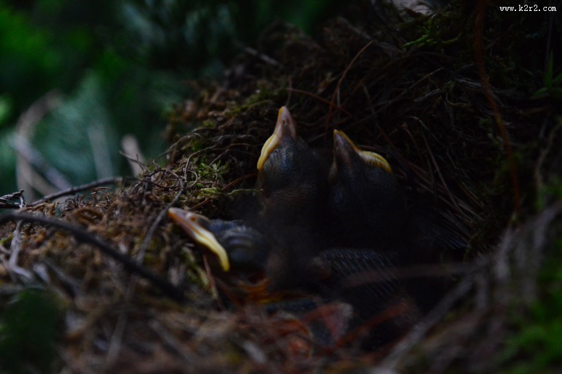 鸟窝的高清图片