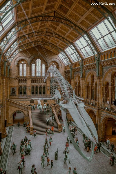 古老的恐龙化石图片