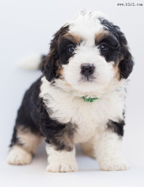 长毛小奶狗图片