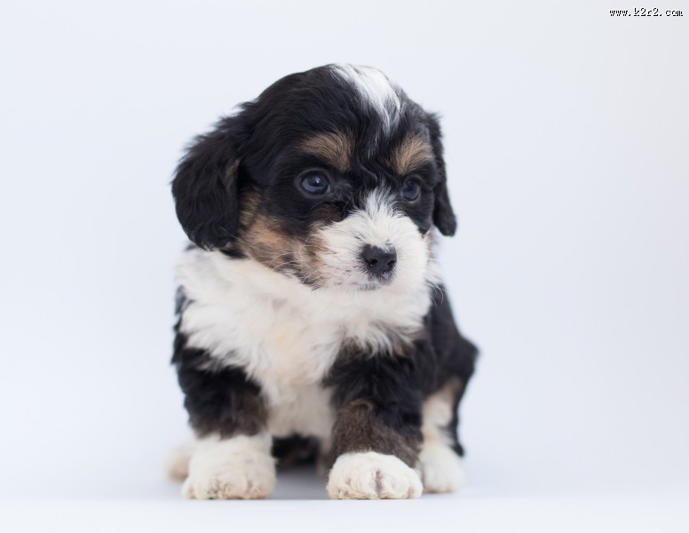 长毛小奶狗图片