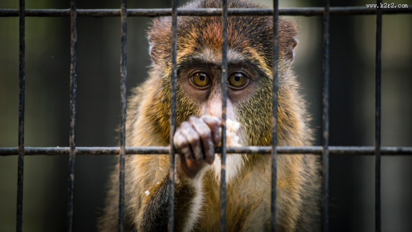 笼子里的猴子图片