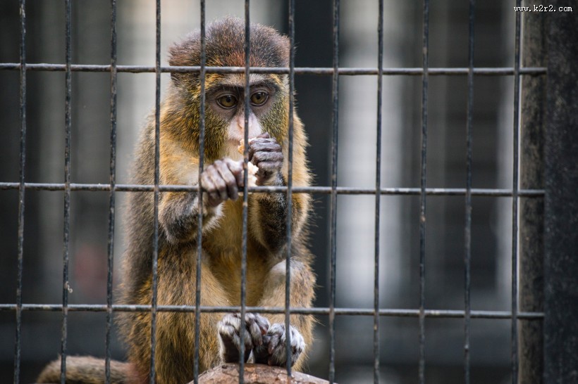 笼子里的猴子图片