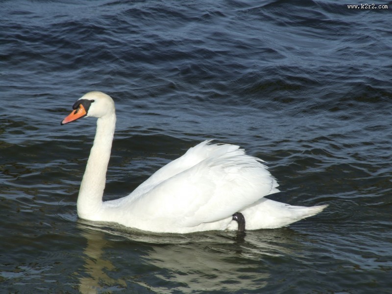 水面上的白色天鹅图片