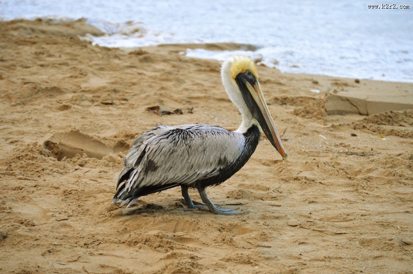 一只鹈鹕高清图片