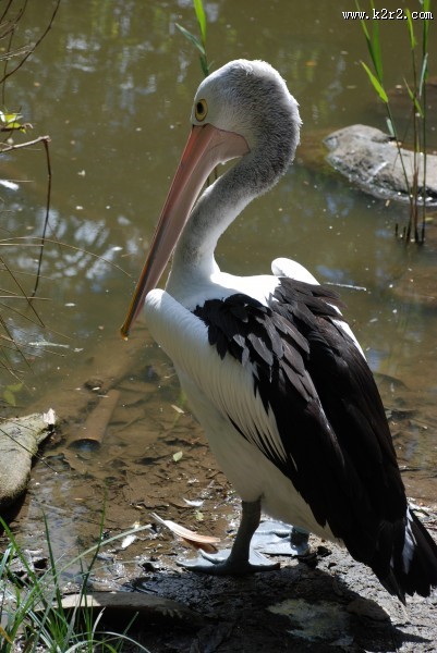 一只鹈鹕高清图片