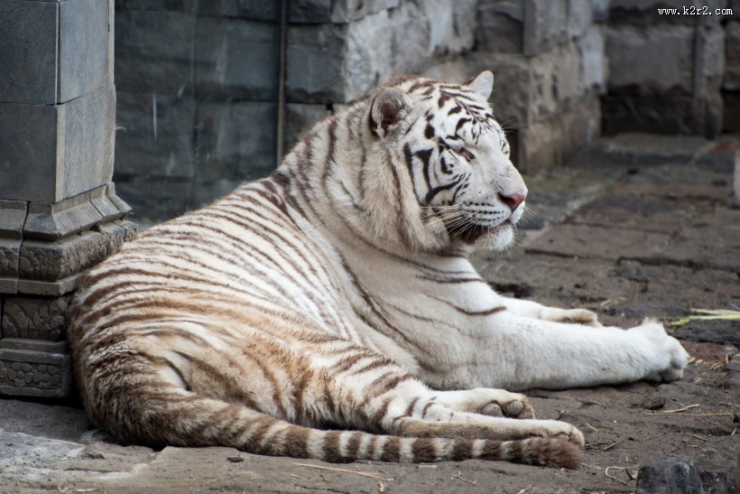 威武霸气的孟加拉白虎图片大全