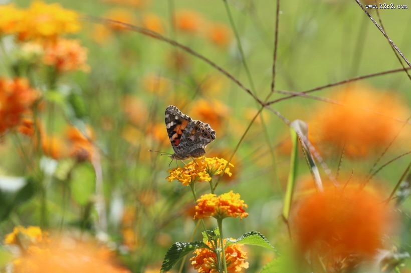 黄色花朵上的蝴蝶图片大全