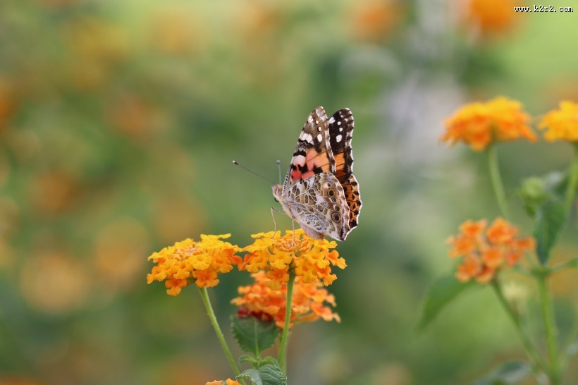 黄色花朵上的蝴蝶图片大全