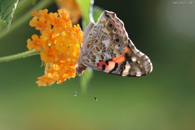 黄色花朵上的蝴蝶图片大全