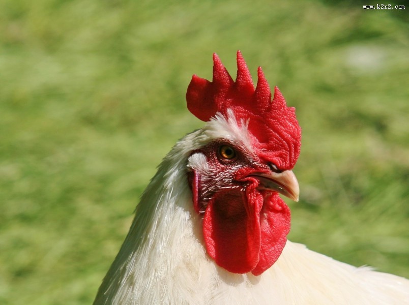 公鸡的鸡冠图片