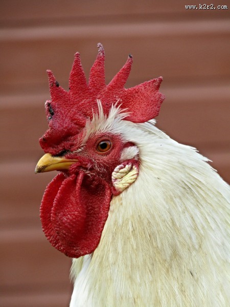 公鸡的鸡冠图片