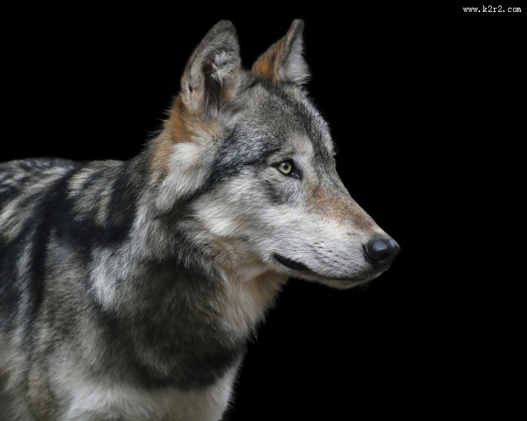 目光凶狠的野狼图片