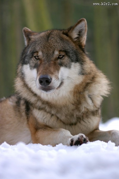 目光凶狠的野狼图片