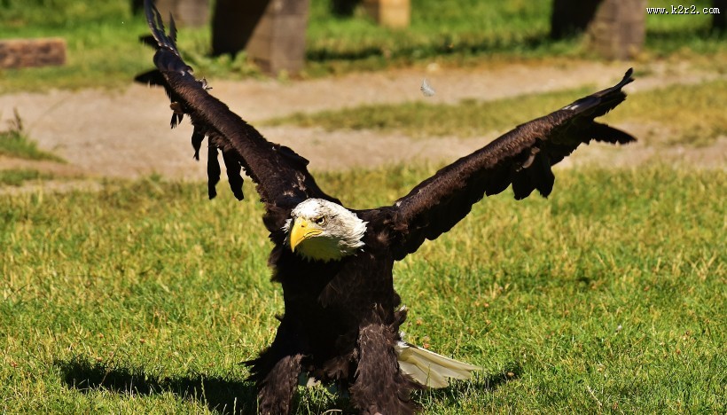 美国国鸟白头海雕图片